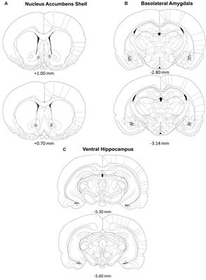 Contributions of the Nucleus Accumbens Shell in Mediating the Enhancement in Memory Following Noradrenergic Activation of Either the Amygdala or Hippocampus